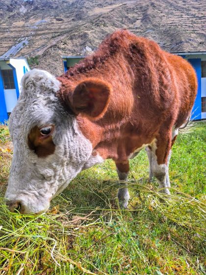IESTP Santa María Magdalena de Cajatambo fortalece su programa agropecuario con adquisición de ganado Simental de élite